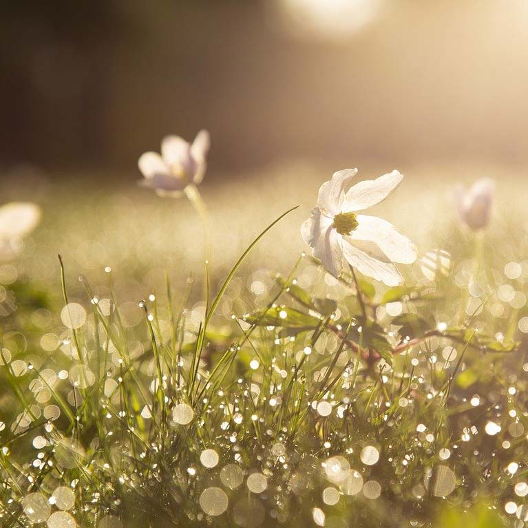 Spring Statement 2026 image